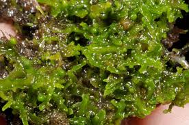 Attēlu rezultāti vaicājumam “Riccardia incurvata”