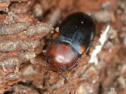 Attēlu rezultāti vaicājumam “Dacne bipustulata”