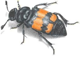 Attēlu rezultāti vaicājumam “Nicrophorus vespillo”