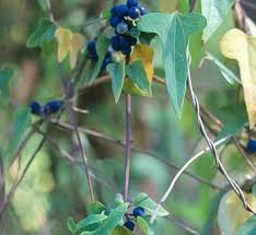 Attēlu rezultāti vaicājumam “Menispermum dauricum fruit”