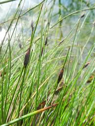 Attēlu rezultāti vaicājumam “Schoenus ferrugineus bud”