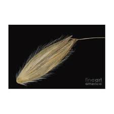 Attēlu rezultāti vaicājumam “Alopecurus pratensis fruit”