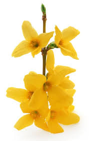 Attēlu rezultāti vaicājumam “Forsythia suspensa flower”