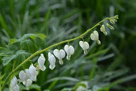 Image result for tränendes Herz