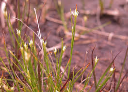 Attēlu rezultāti vaicājumam “Rhynchospora alba”