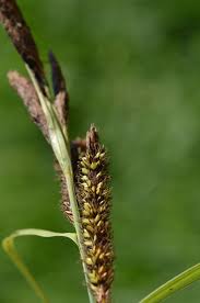 Attēlu rezultāti vaicājumam “Carex riparia”