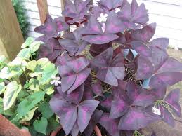 Attēlu rezultāti vaicājumam “Oxalidaceae”