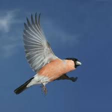 Attēlu rezultāti vaicājumam “Pyrrhula pyrrhula male”