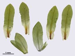 Attēlu rezultāti vaicājumam “Encalypta”