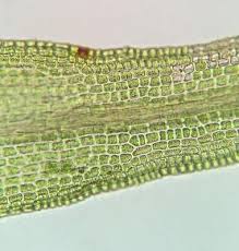 Attēlu rezultāti vaicājumam “Dicranum montanum sporophyte”