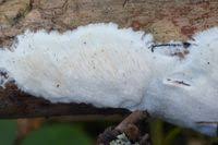 Attēlu rezultāti vaicājumam “Antrodia gossypium”