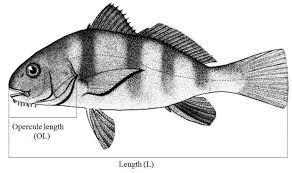 Image result for Pogonias cromis