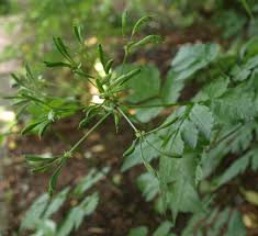 Image result for Myrrhis odorata