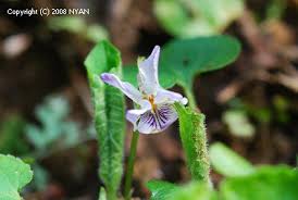 Attēlu rezultāti vaicājumam “Viola collina leaf”