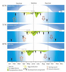 Image result for Arctogadus glacialis