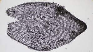 Attēlu rezultāti vaicājumam “Sphagnum palustre sporophyte”