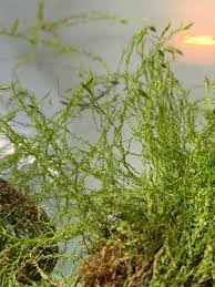 Attēlu rezultāti vaicājumam “Drepanocladus aduncus”