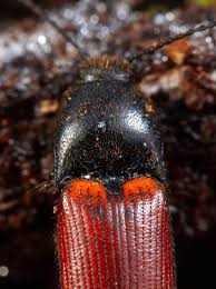 Attēlu rezultāti vaicājumam “Ampedus pomorum”