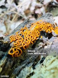 Attēlu rezultāti vaicājumam “Hemitrichia serpula”