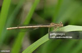 Attēlu rezultāti vaicājumam “Platycnemis pennipes”