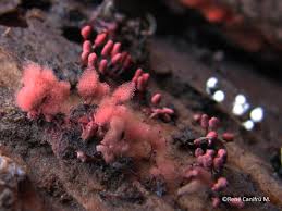 Attēlu rezultāti vaicājumam “Arcyria globosa”