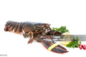 Image result for Homarus gammarus