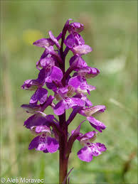 Attēlu rezultāti vaicājumam “Orchis morio”