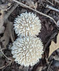 Attēlu rezultāti vaicājumam “Lycoperdon echinatum”
