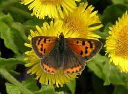 Attēlu rezultāti vaicājumam “Lycaena phlaeas underside”