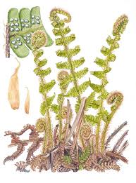 Attēlu rezultāti vaicājumam “Dryopteris affinis”