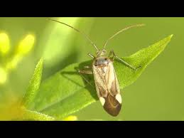 Attēlu rezultāti vaicājumam “Adelphocoris lineolatus imago”