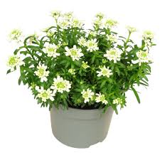 Image result for Schleifenblume