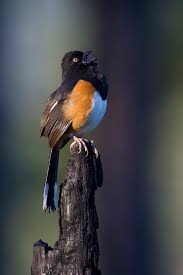 Image result for Pipilo erythrophthalmus