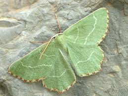 Attēlu rezultāti vaicājumam “Thalera fimbrialis”