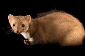 Attēlu rezultāti vaicājumam “Martes foina”