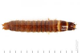 Attēlu rezultāti vaicājumam “Denticollis linearis”