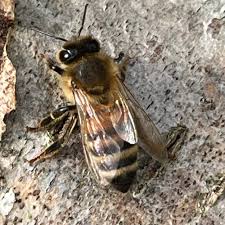 Attēlu rezultāti vaicājumam “Apis mellifera”