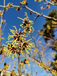 Attēlu rezultāti vaicājumam “Hamamelis virginiana”