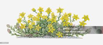 Attēlu rezultāti vaicājumam “Sedum acre bud”