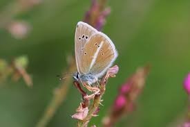 Attēlu rezultāti vaicājumam “Agrodiaetus damon underside”