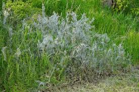 Attēlu rezultāti vaicājumam “Argyresthiidae”