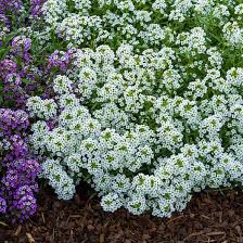 Image result for Alyssum diffusum
