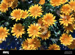 Image result for Gazanien