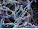 199901-008 <b>Streptomyces</b>.jpg