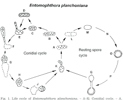 Attēlu rezultāti vaicājumam “Entomophthora”