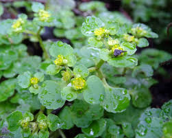 Attēlu rezultāti vaicājumam “Chrysosplenium alternifolium fruit”
