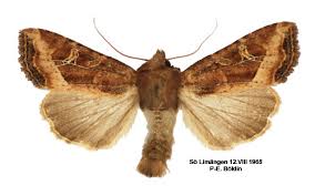 Attēlu rezultāti vaicājumam “Celaena leucostigma”