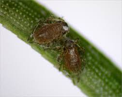 Attēlu rezultāti vaicājumam “Schizolachnus pineti”