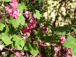 Attēlu rezultāti vaicājumam “Ribes nigrum flower”