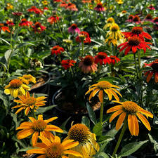 Attēlu rezultāti vaicājumam “Echinacea purpurea”